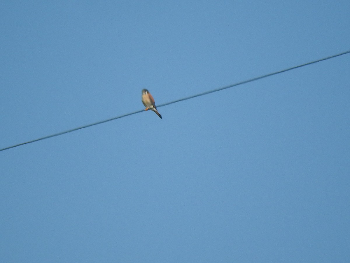 American Kestrel - ML207307071