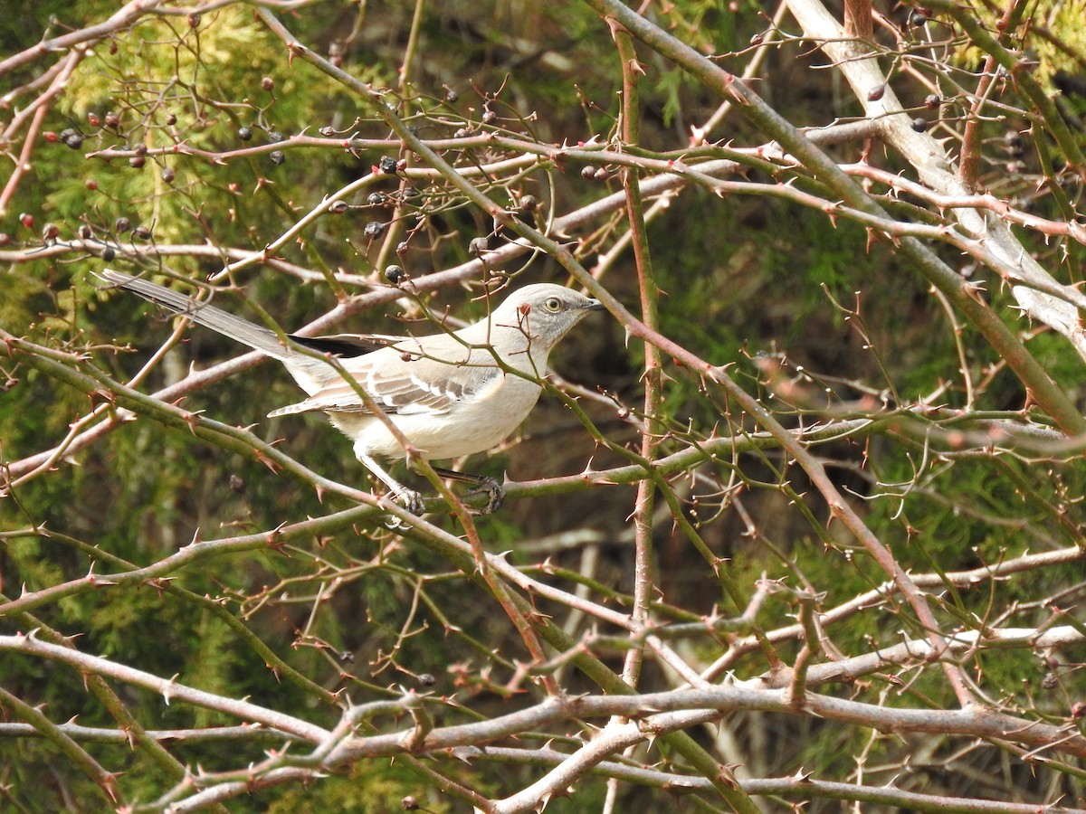 Northern Mockingbird - ML207307151