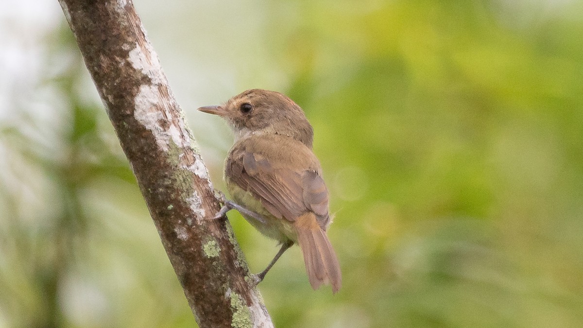 Fulvous-crowned Scrub-Tyrant - ML207307171