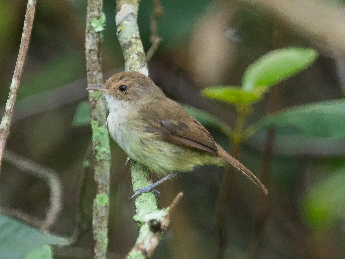 Fulvous-crowned Scrub-Tyrant - ML207307191