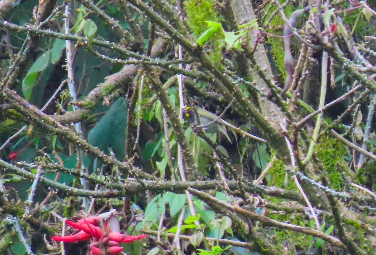 Yellow-faced Grassquit - ML207307541