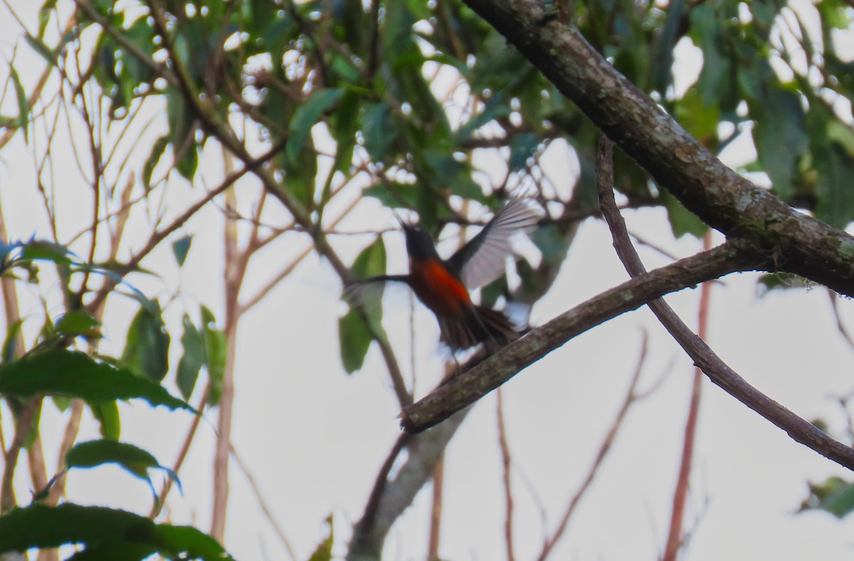 Slate-throated Redstart - ML207307551