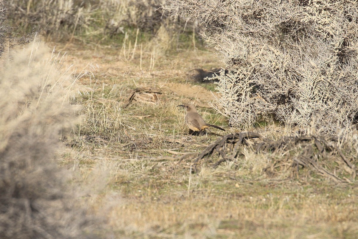 LeConte's Thrasher - Alex Lamoreaux