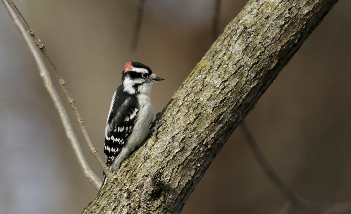 Downy Woodpecker - ML20730831