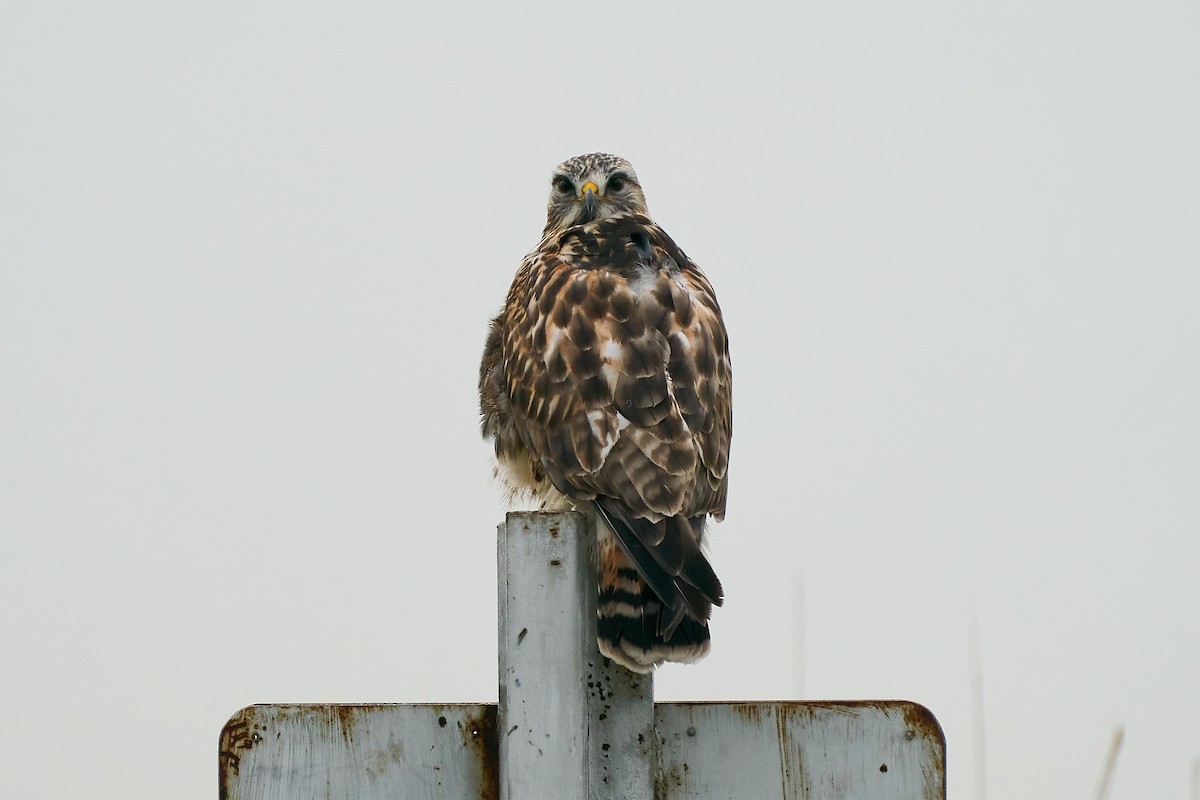 Rough-legged Hawk - ML207309681