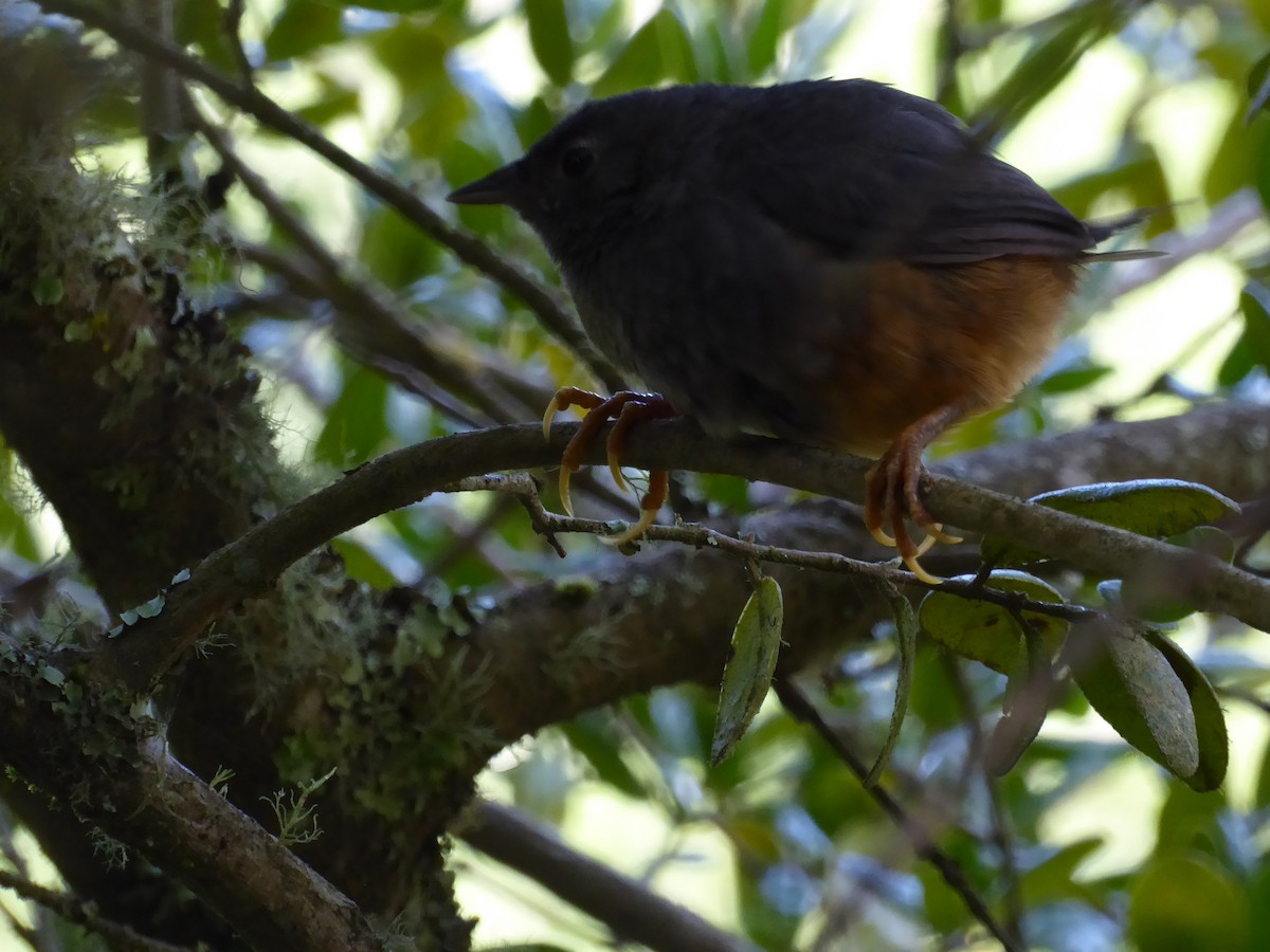 Ochre-flanked Tapaculo - ML207310711
