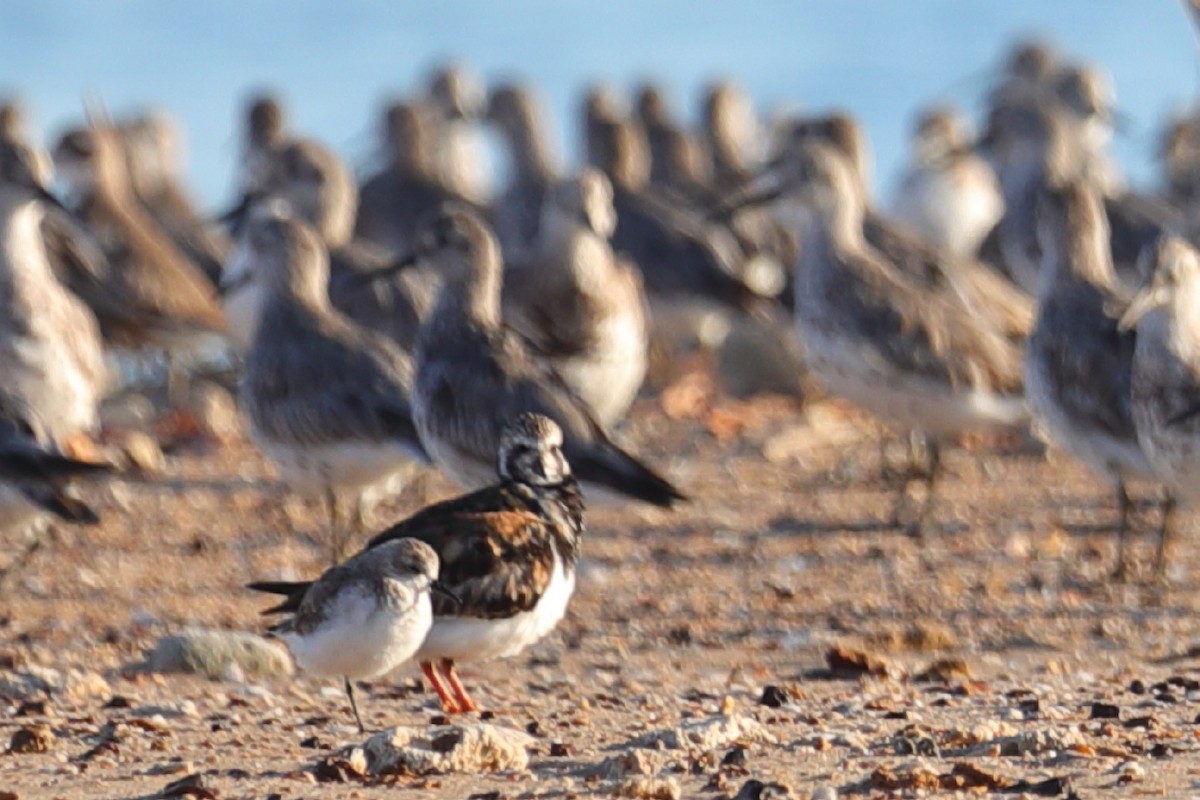 Ruddy Turnstone - Bert Frenz