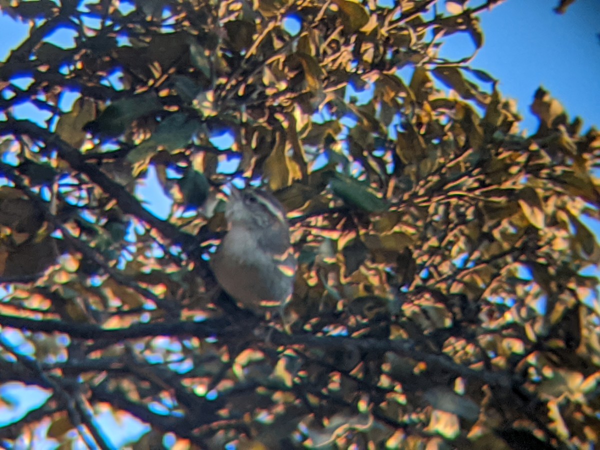 Bewick's Wren - ML207311401