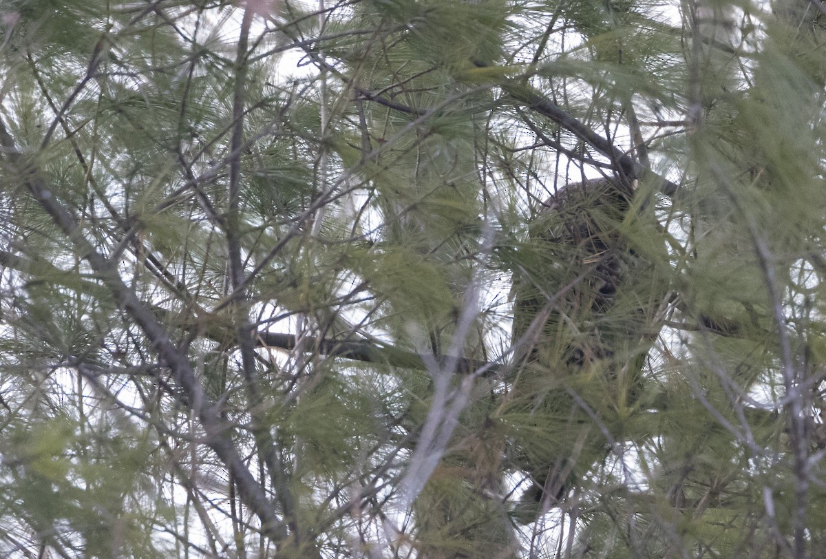 Long-eared Owl - ML207311581