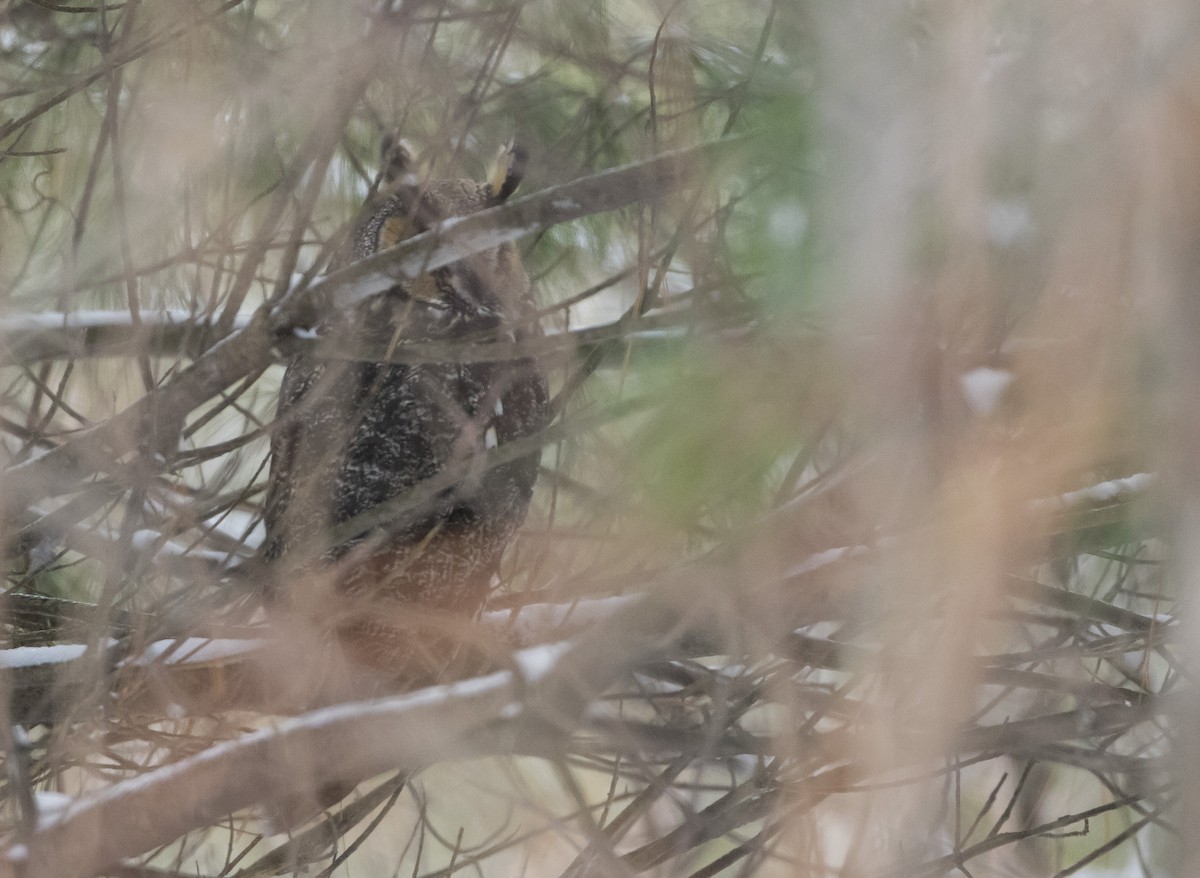 Long-eared Owl - ML207311611