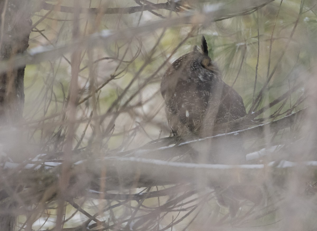 Long-eared Owl - ML207311621