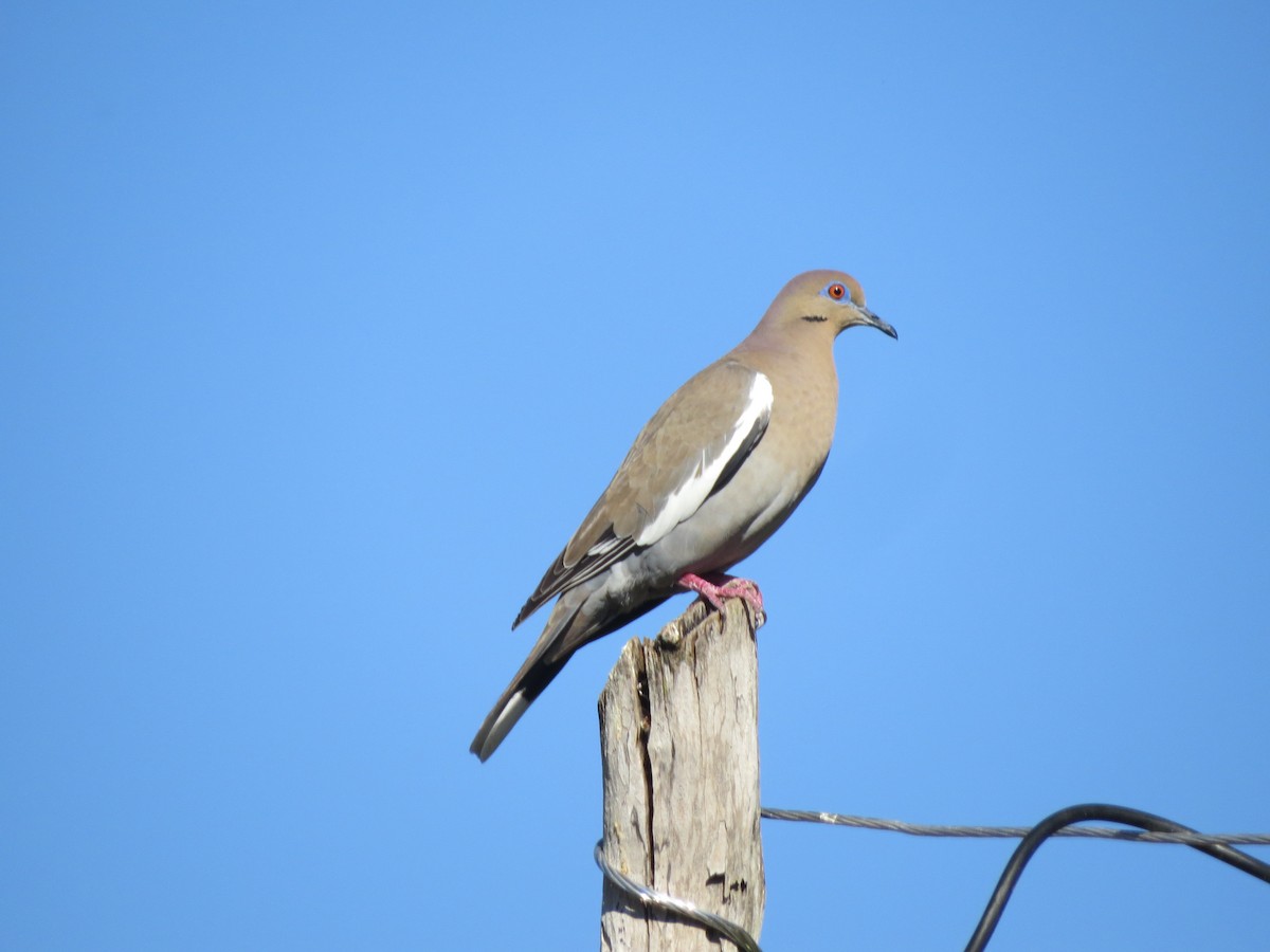 White-winged Dove - ML207311961