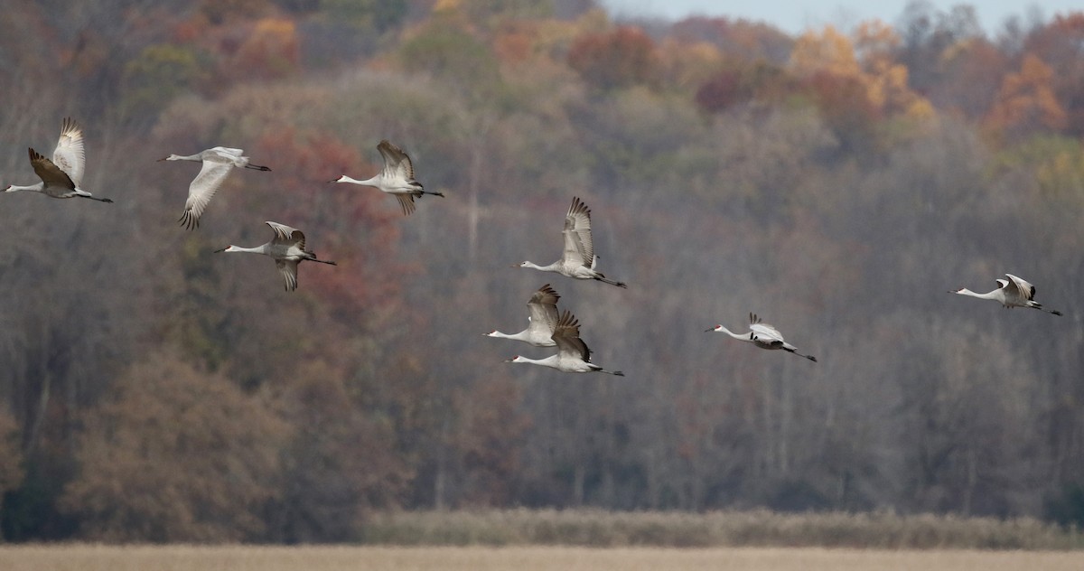 Sandhill Crane (tabida/rowani) - Jay McGowan