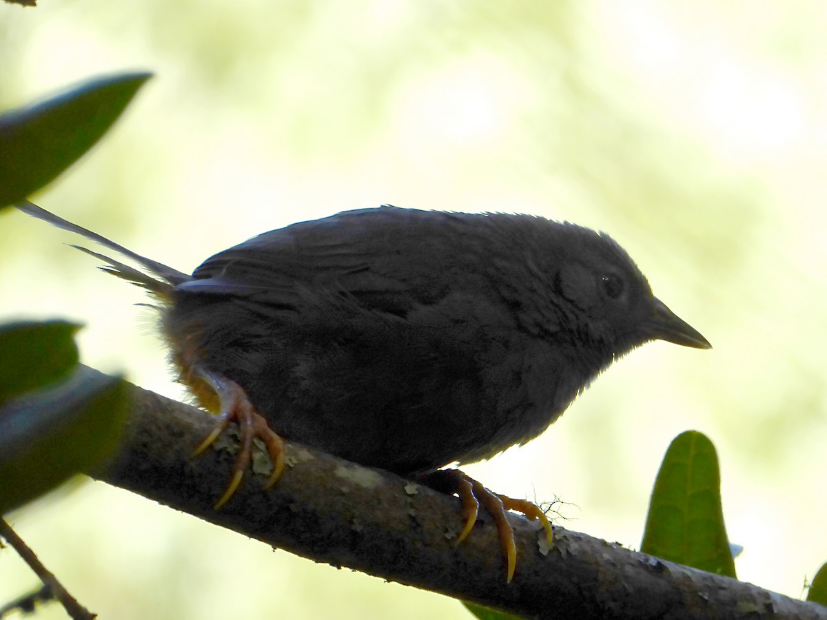 Ochre-flanked Tapaculo - ML207312501