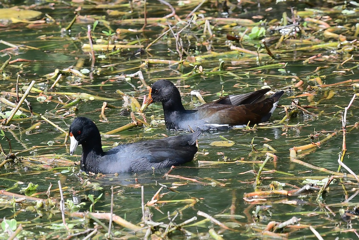 American Coot - ML207312511