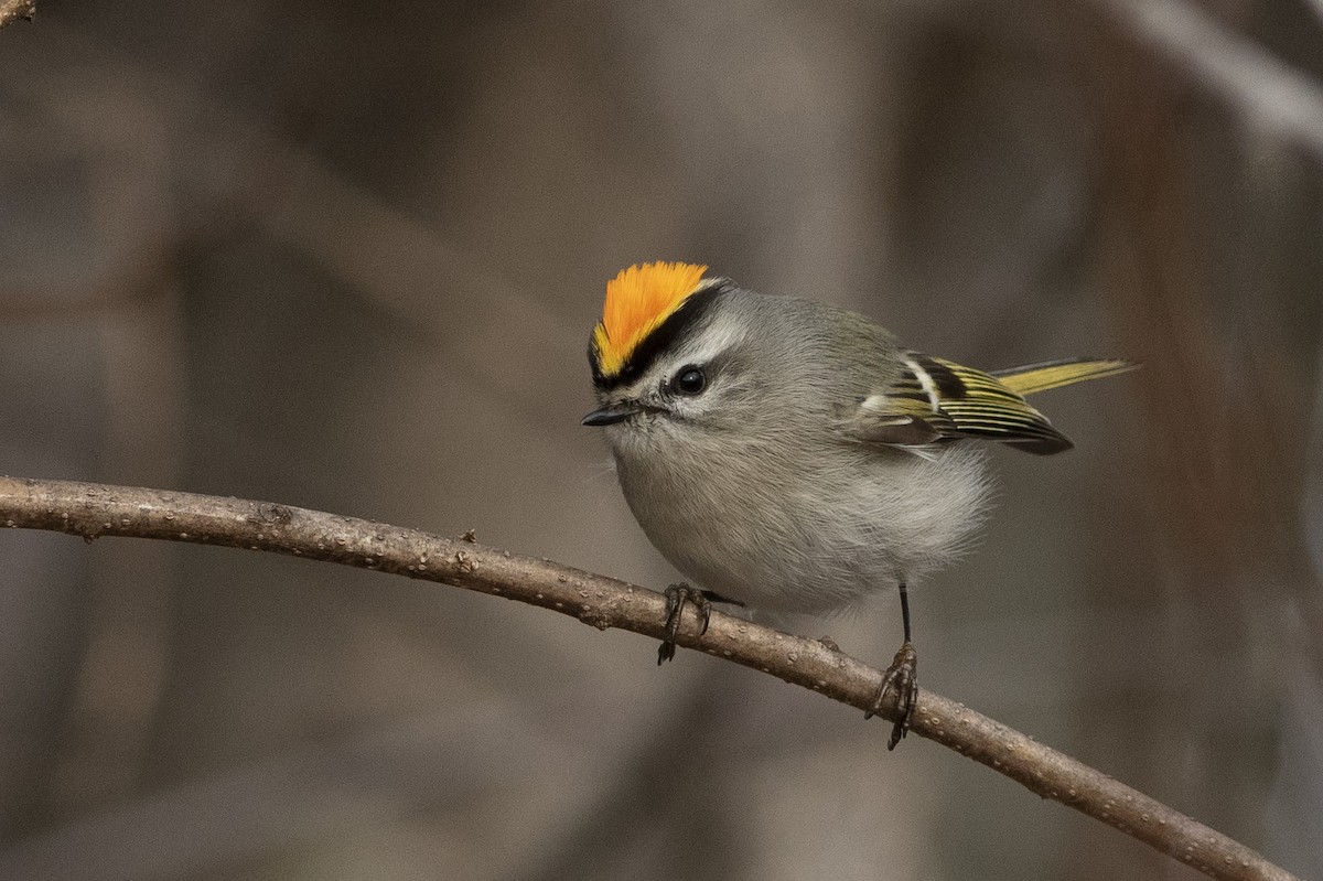 Golden-crowned Kinglet - ML207314001