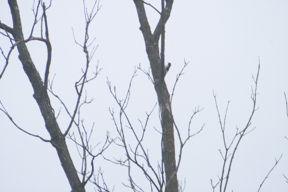 Red-headed Woodpecker - ML207314231