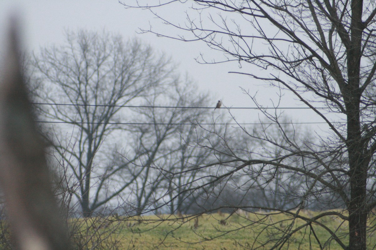 American Kestrel - Anonymous