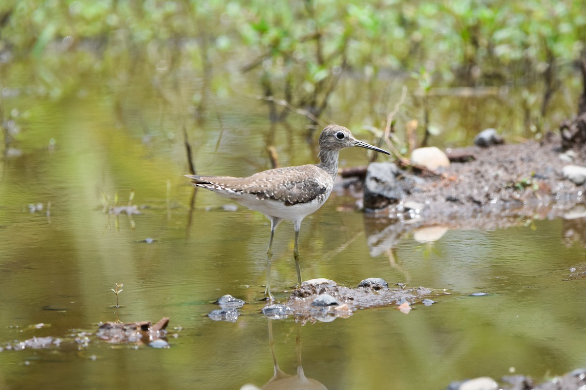 Solitary Sandpiper - ML207315601