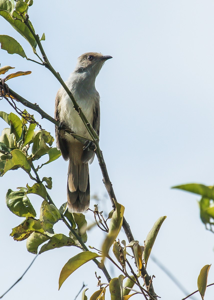Dwarf Cuckoo - David Monroy Rengifo