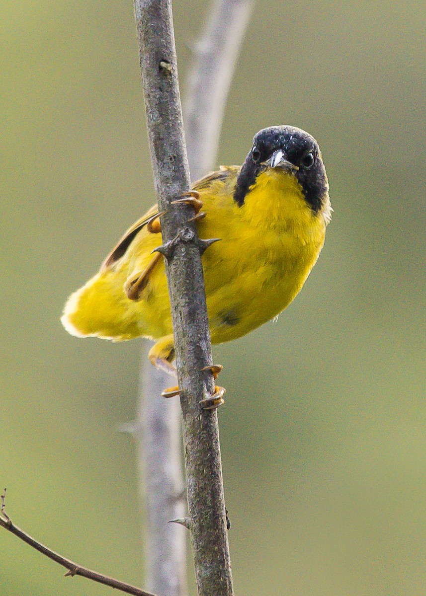Olive-crowned Yellowthroat - ML207316301