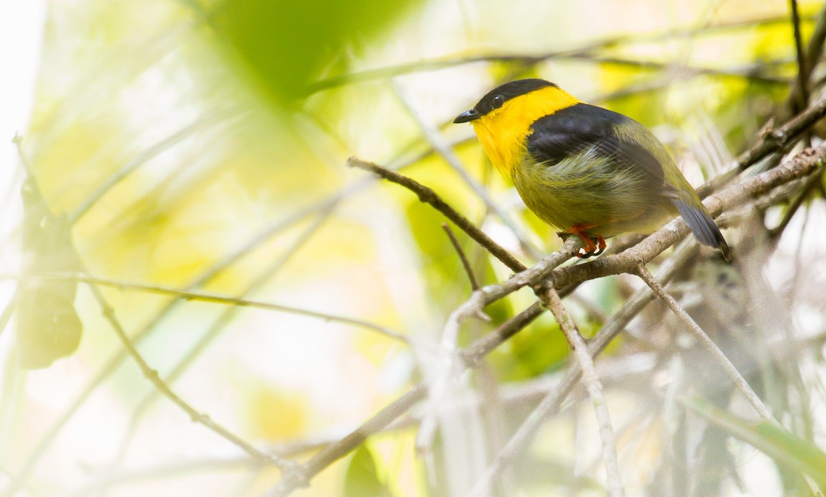 Golden-collared Manakin - David Monroy Rengifo