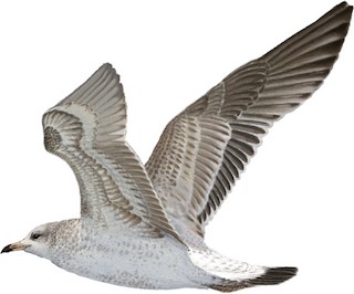 Larus canus kamtschatschensis