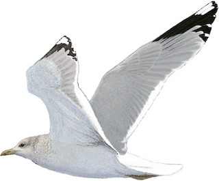 Larus canus kamtschatschensis