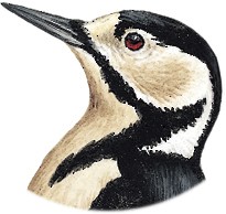 Great Spotted Woodpecker - Dendrocopos major - Birds of the World