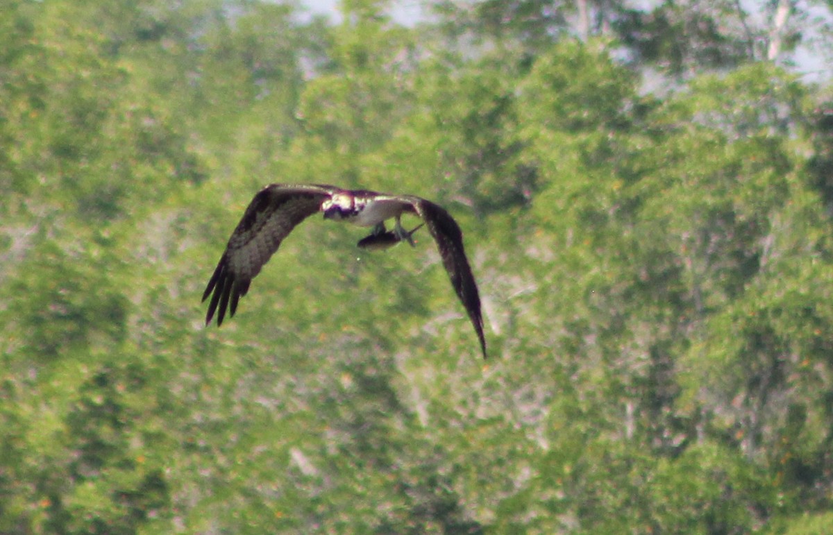 Osprey - Mario Trejo