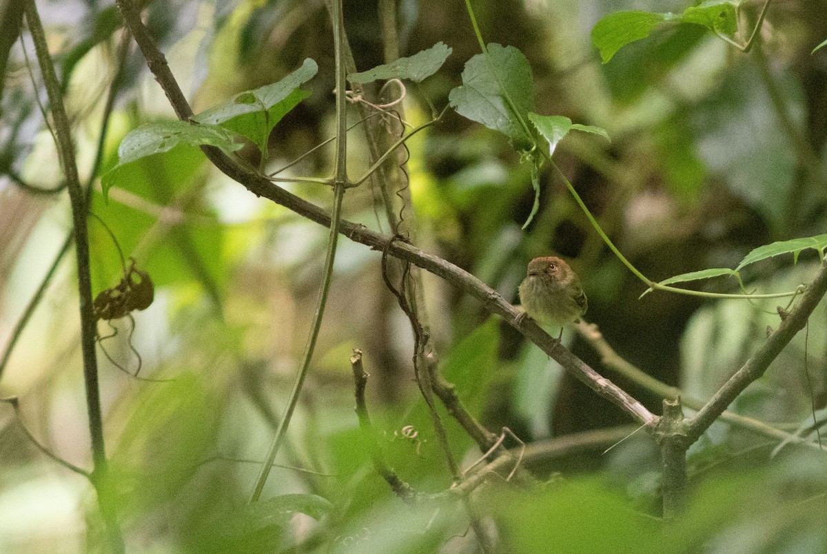 Scale-crested Pygmy-Tyrant - ML207325521