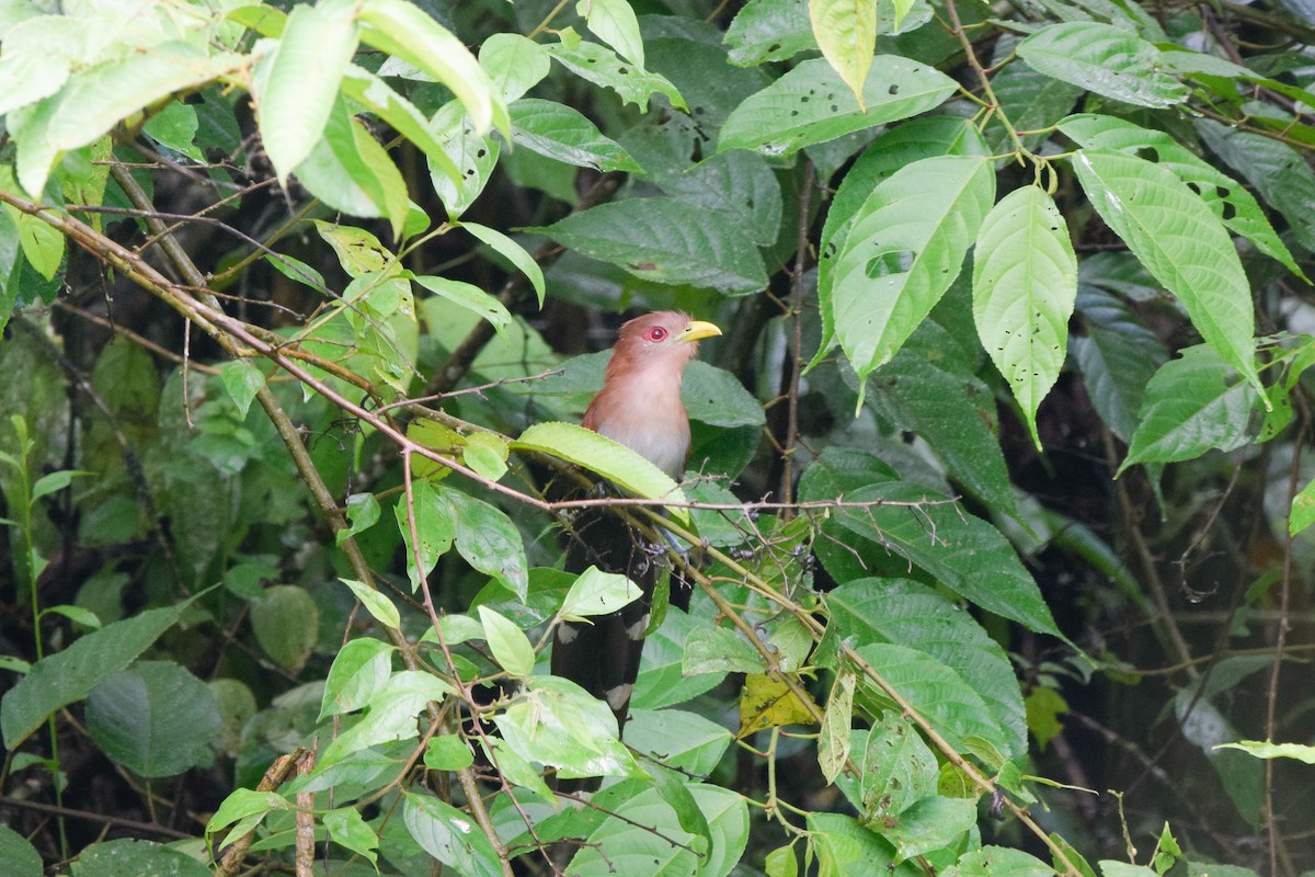 Squirrel Cuckoo - ML207326691