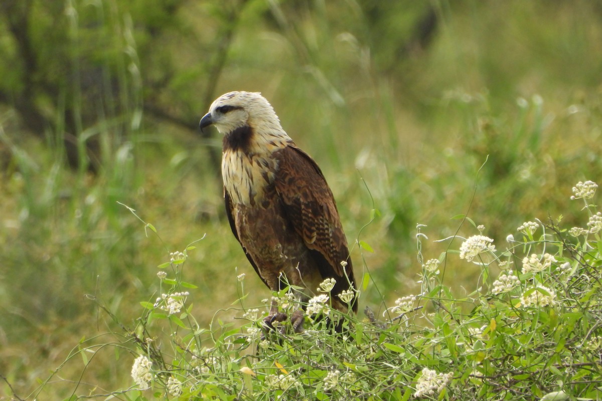 Black-collared Hawk - Ricardo Battistino