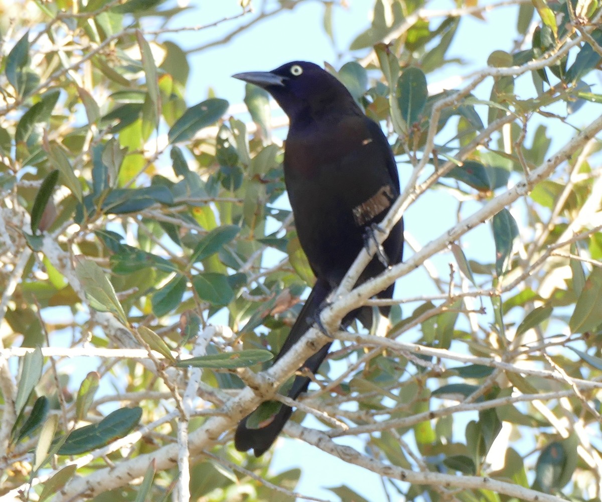 Common Grackle - Andreas Hess