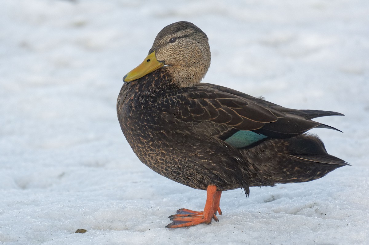 American Black Duck - ML207329051