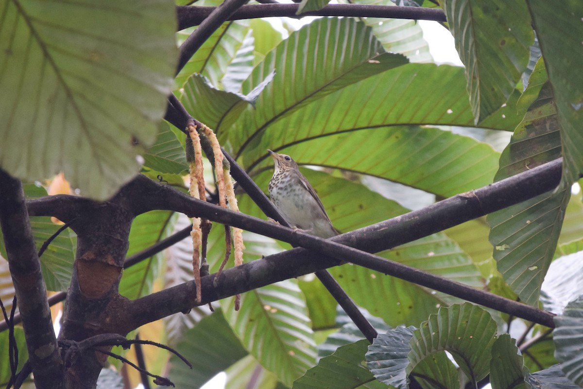 Swainson's Thrush - ML207329201