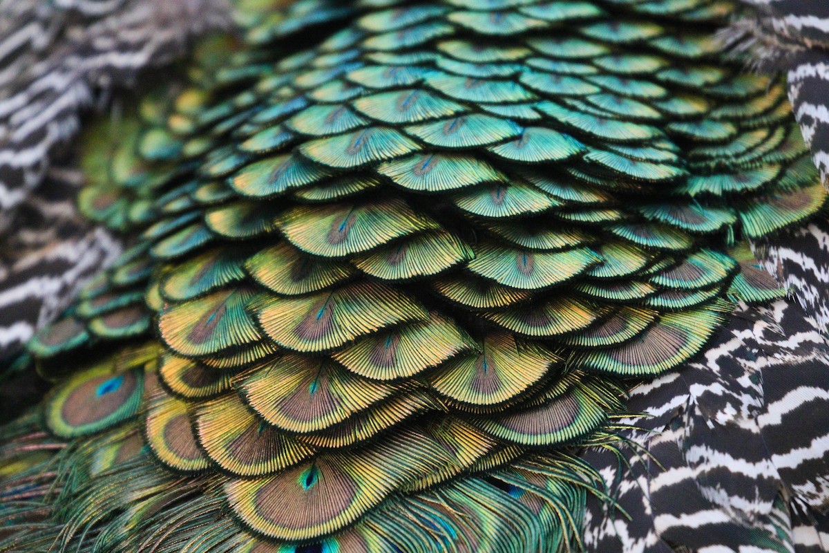 Indian Peafowl (Domestic type) - Alex Lamoreaux
