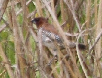 Scaly-breasted Munia - ML207331541