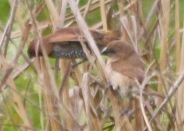 Scaly-breasted Munia - ML207331771