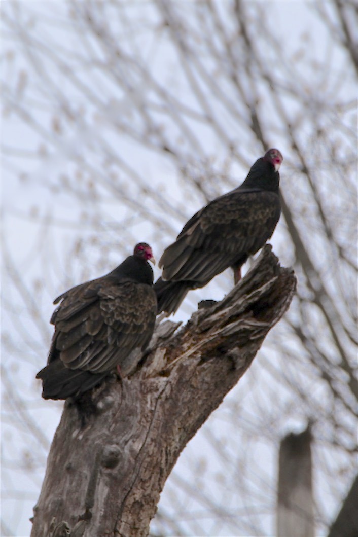 Turkey Vulture - ML207333241