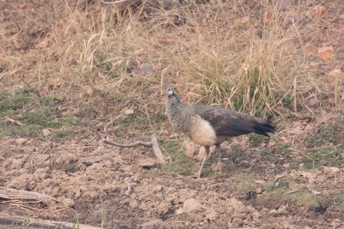 Indian Peafowl - ML207334161