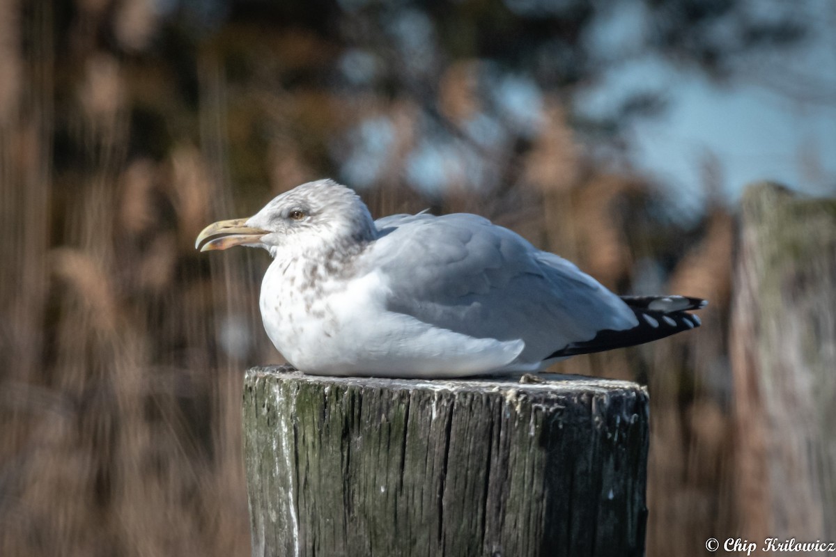 Herring Gull - ML207334411