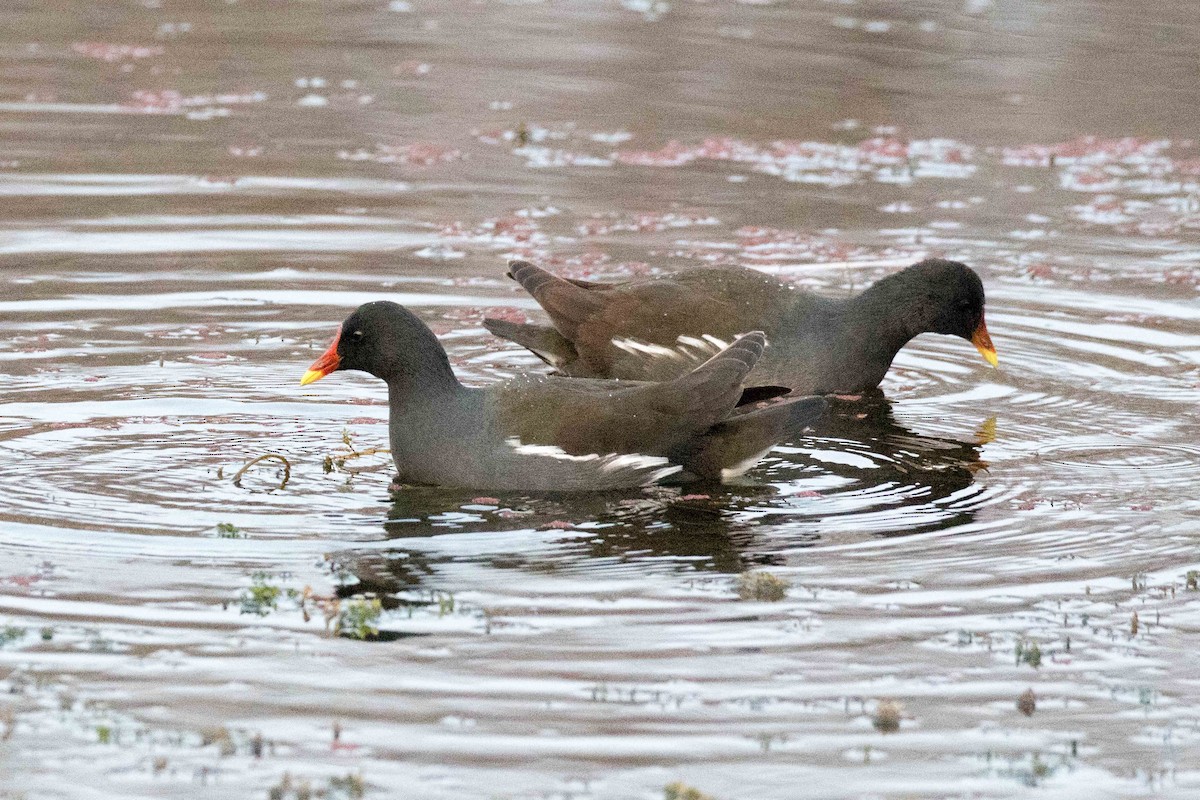 Eurasian Moorhen - ML207334751