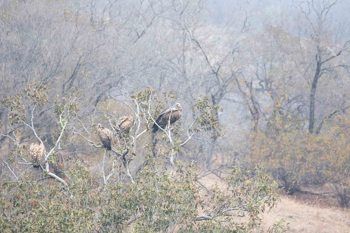 Indian Vulture - ML207334981