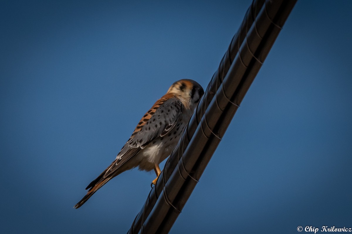 American Kestrel - ML207335271