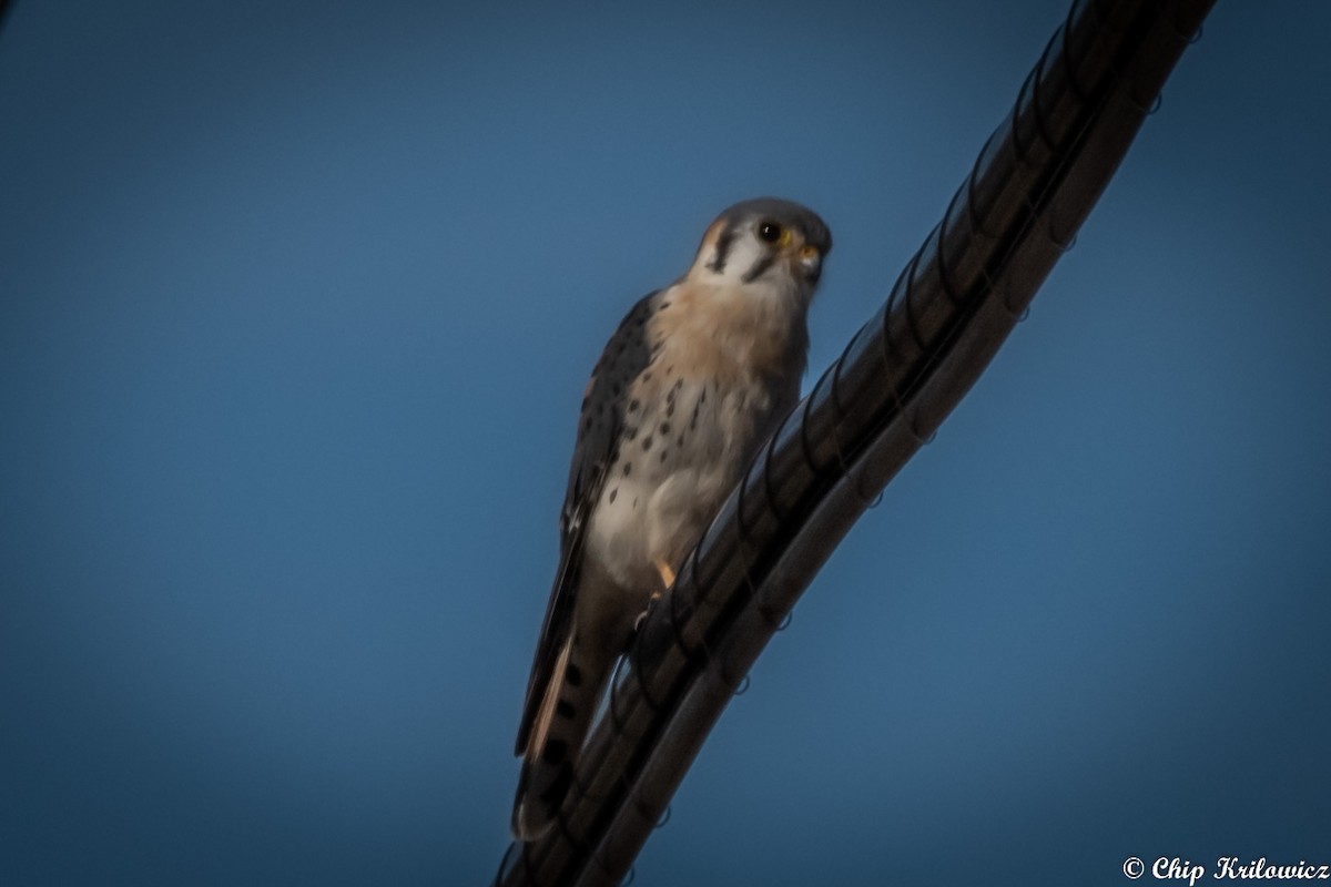 American Kestrel - ML207335281