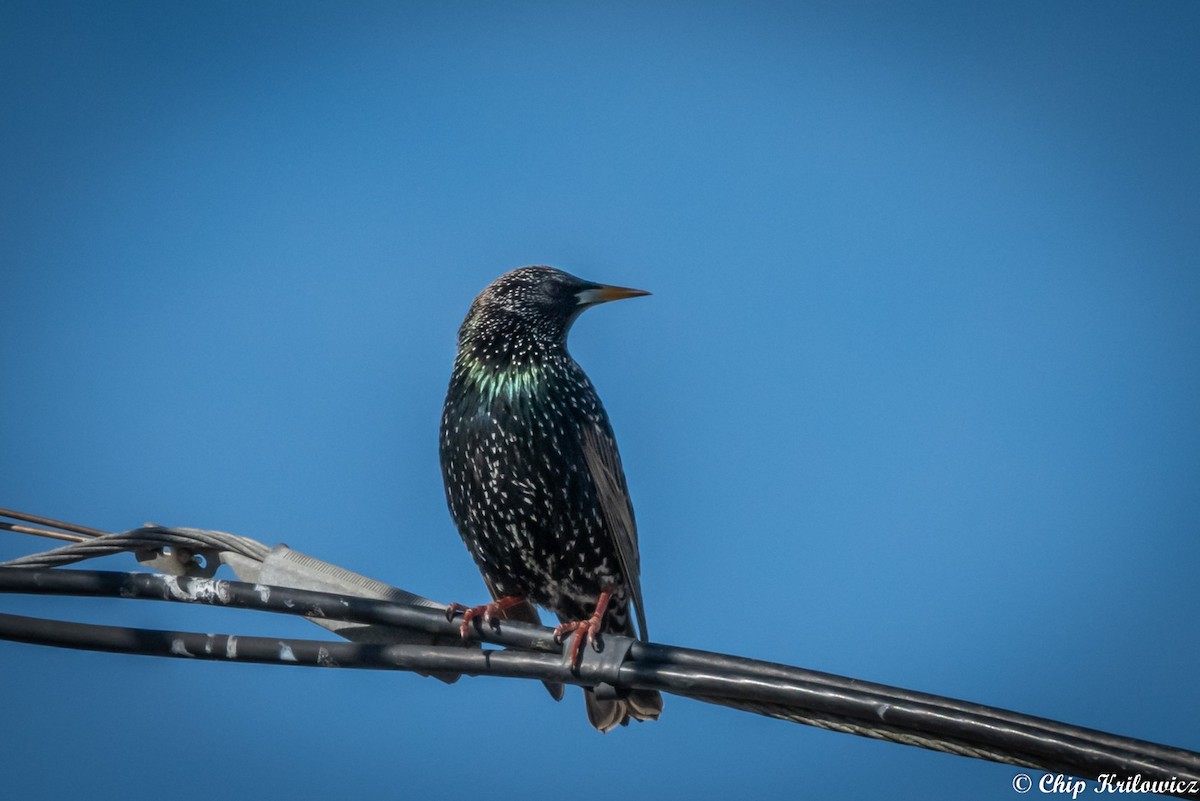 European Starling - Chip Krilowicz