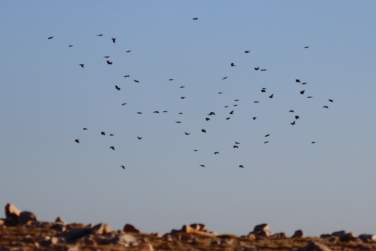 Red-billed Chough - ML207335471