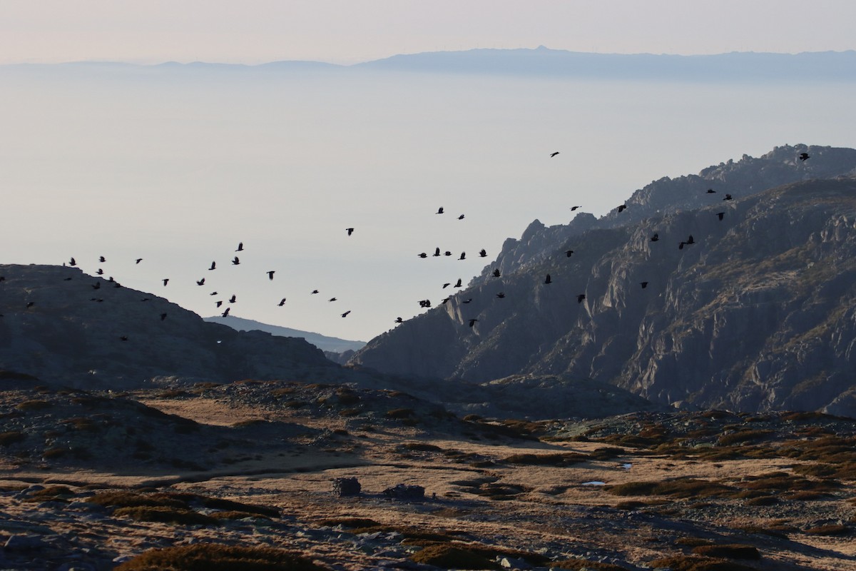 Red-billed Chough - ML207335491