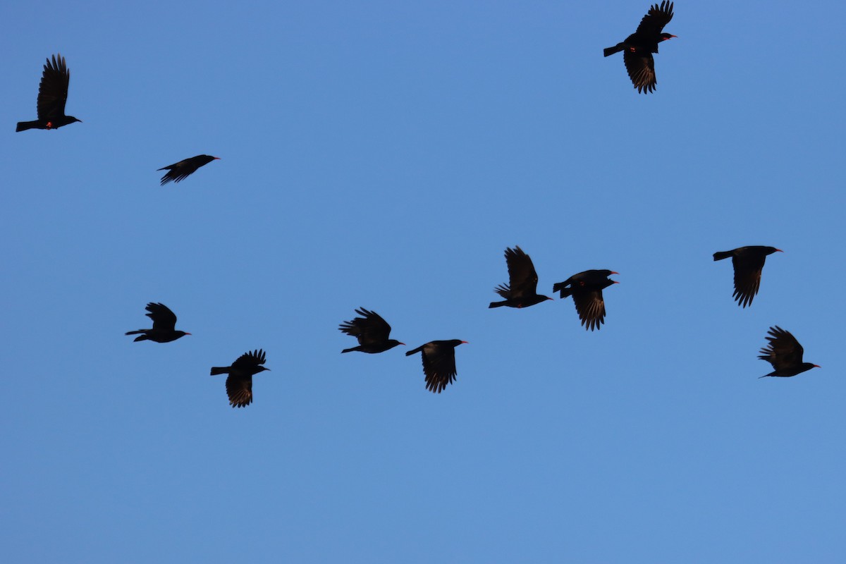 Red-billed Chough - ML207335511